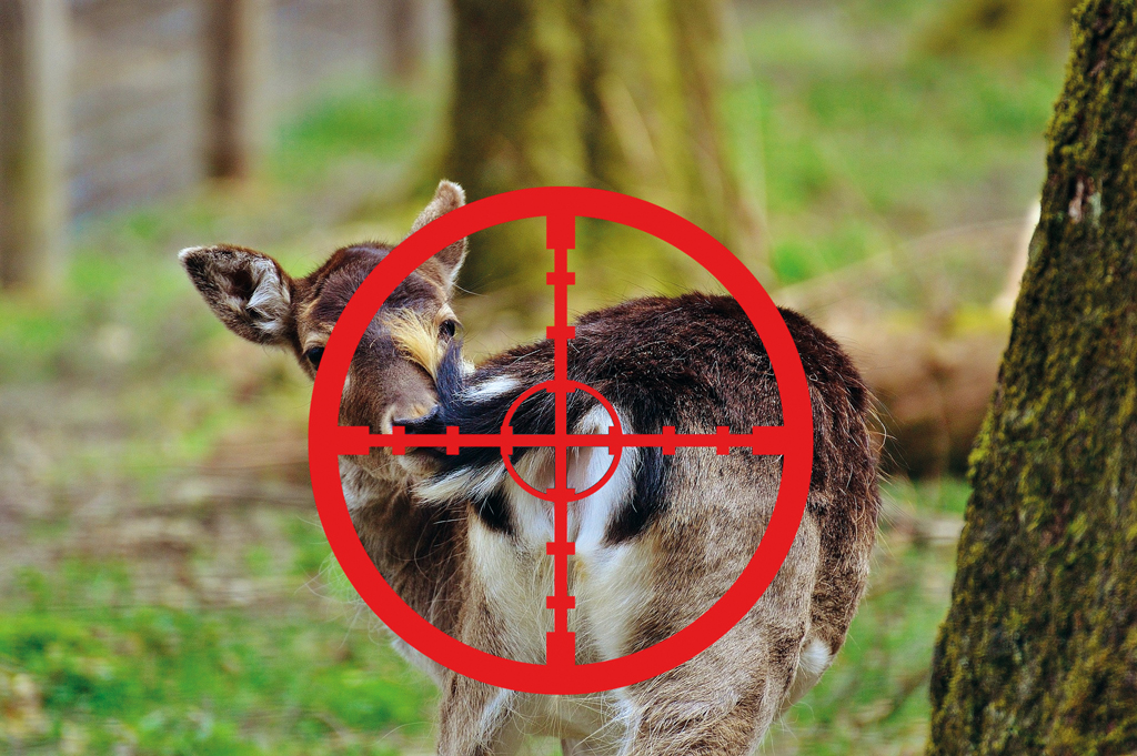 Reportage: I shot the roe deer …